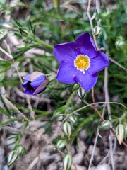 Giliastrum rigidulum