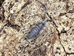 Pogonognathellus dubius