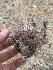 Sclerocactus polyancistrus