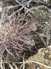 Sclerocactus polyancistrus