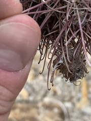 Sclerocactus polyancistrus