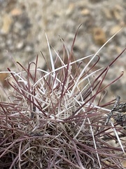 Sclerocactus polyancistrus