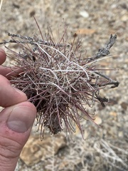 Sclerocactus polyancistrus