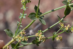 Galium multiflorum