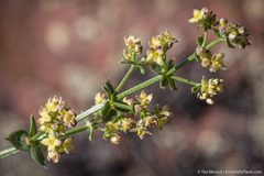 Galium multiflorum