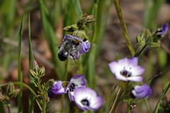 Anthophora edwardsii