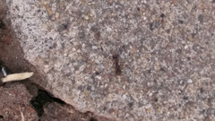 Formicidae