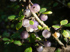 Coprosma pedicellata