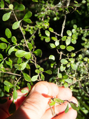 Coprosma pedicellata
