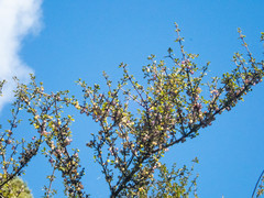 Coprosma pedicellata