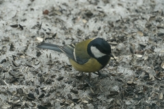 Parus major