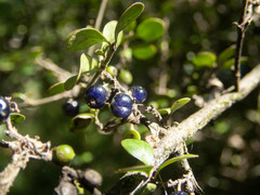 Coprosma tenuicaulis