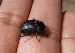 Praocis