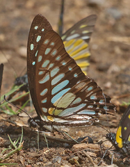 Graphium chironides