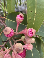 Corymbia ptychocarpa