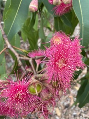 Corymbia ptychocarpa