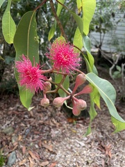 Corymbia ptychocarpa