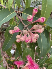 Corymbia ptychocarpa