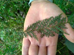 Chamaecyparis formosensis