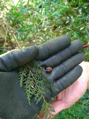 Chamaecyparis formosensis