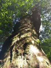 Chamaecyparis formosensis