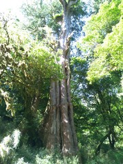 Chamaecyparis formosensis