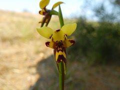 Diuris decrementa