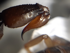 Bothriurus chilensis