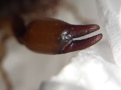 Bothriurus chilensis