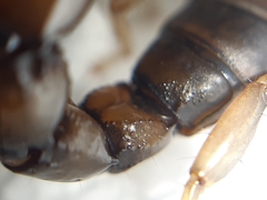 Bothriurus chilensis