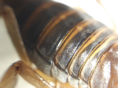 Bothriurus chilensis