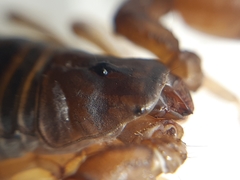 Bothriurus chilensis