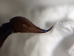 Bothriurus chilensis