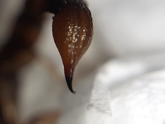 Bothriurus chilensis