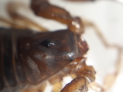Bothriurus chilensis