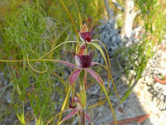 Caladenia heberleana