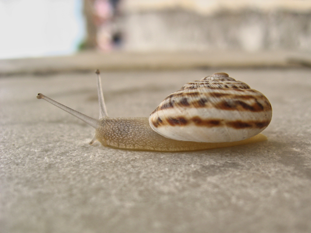 Marmorana fuscolabiata