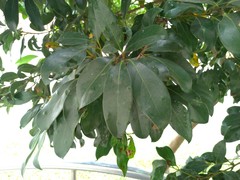 Cryptocarya concinna