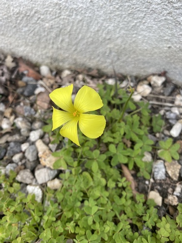 iNaturalist observation photo of Bermuda buttercup