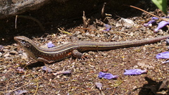Gerrhosaurus flavigularis