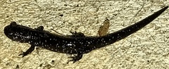 Plethodon glutinosus