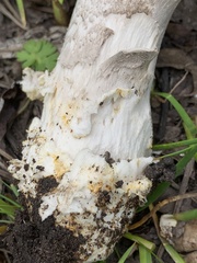 Amanita protecta