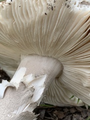 Amanita protecta
