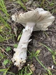 Amanita protecta