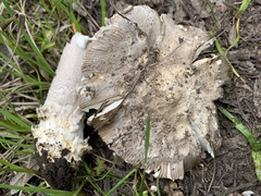Amanita protecta