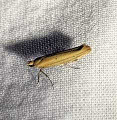 Ypsolopha ochrella