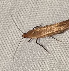 Ypsolopha ochrella