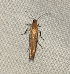 Ypsolopha ochrella