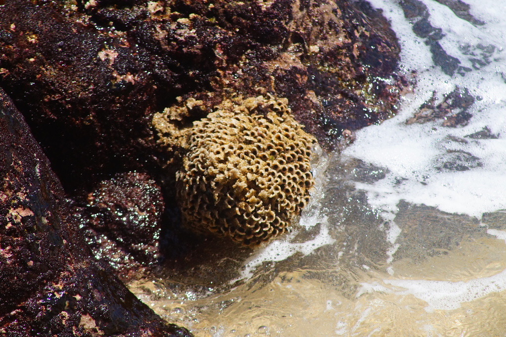 Phragmatopoma digitata