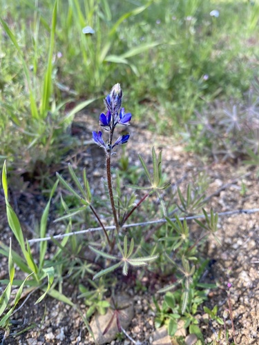 iNaturalist observation photo of Miniature Lupine